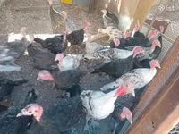Turkeys — Foto 3