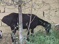 Qoyun, Qoyunlar — foto 2
