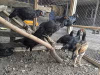 Chickens — Foto 4
