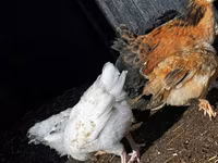 Chickens — फ़ोटो 2