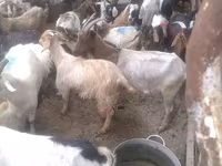 Goats (batch, sex not specified), Goats — photo 3