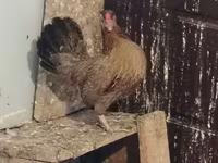 Chickens — foto 1