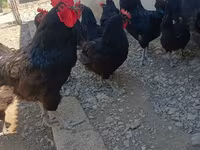 Australian Pit Game fowl — photo 2