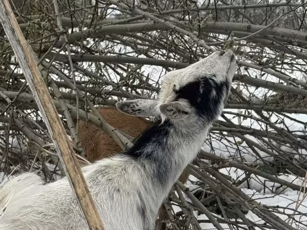 Goat, Saanen goat