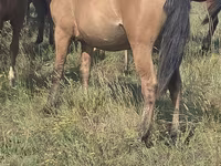 Madyan, Mugalzhar horse — foto 1