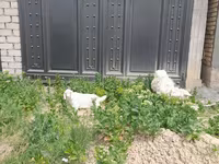 Cabra, Cabras — foto 5