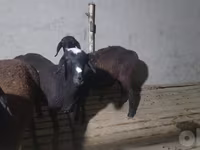 Ram, Sheep — photo 3