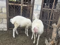 Sheep, Sheep — photo 1