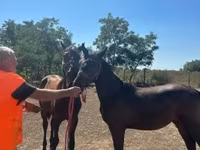 Égua, Nonius horse — foto 1