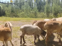 Widder, Afghan Arabi sheep — Foto 6