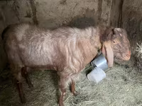 Kozioł, Nubian Goat — zdjęcie 4