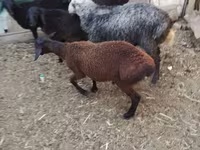 Beran, Arabi sheep — foto 7