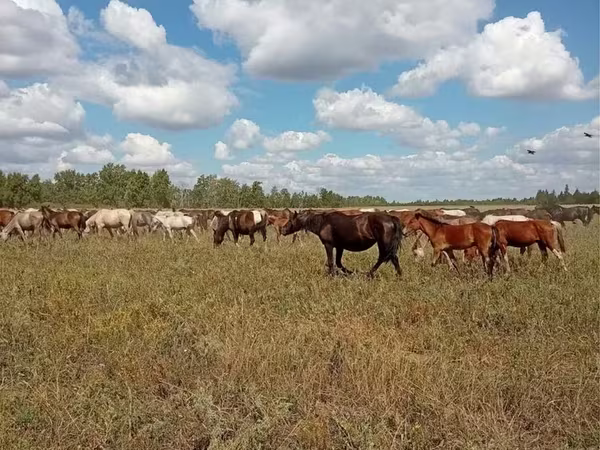 母马, Kazakh horse