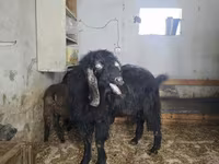 Keçi, Damask goat — foto 4