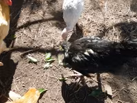 Chickens — foto 2