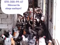 Chickens — الصورة 8