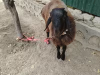 公羊, Sheep — 照片 1