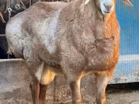 Qoç, Edilbay sheep — foto 1