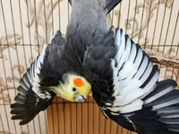 Qefessiz 60anat Nimfa (Cockatiel) cütü Məhsulun tərkibi: - 2 ədəd — 照片 1