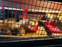 Chickens — foto 5