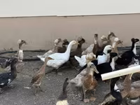 Ducks — Foto 1