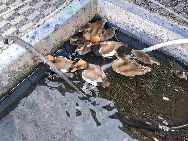 Ducks — Azerbaijan