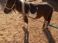 At, Falabella — foto 2