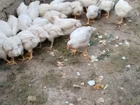 Chickens — photo 2