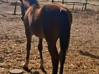 母马, Haflinger — 照片 5