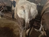 İnək, Simmental cattle — foto 2