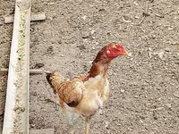 Chickens — photo 2
