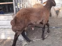 Qoyun, Blackheaded Persian sheep — foto 3