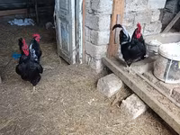 Chickens — photo 2