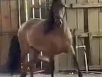 Kobyła, Paso Fino — zdjęcie 1