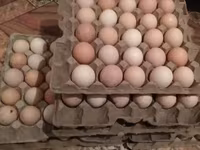 Turkeys — foto 7