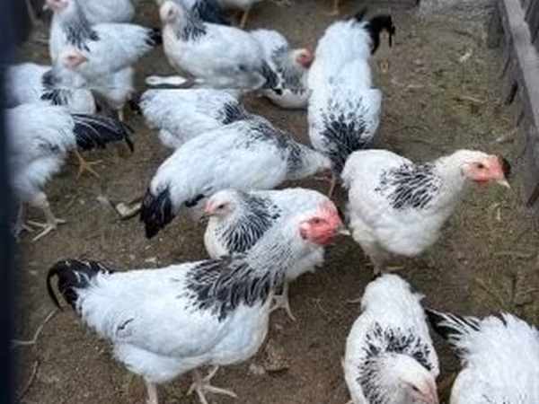 Суссекс
