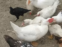 Chickens — फ़ोटो 4