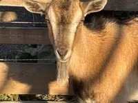 Koza, West African dwarf goats — foto 1