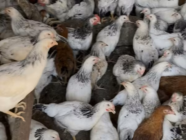 Czech Gold Brindled Hen — Azerbaijan
