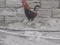 Chickens — foto 4