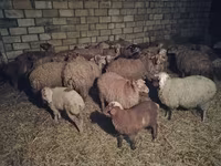 Sheep (batch, sex not specified), Sheep — photo 1