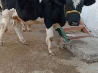公牛, Cattle — 照片 1