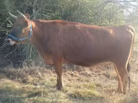 Vaca, Raza Jersey — foto 2