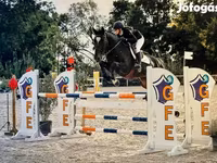 Kůň, Belgian warmblood horse — foto 1