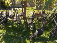 Turkeys — foto 2