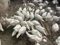 Turkeys — foto 3