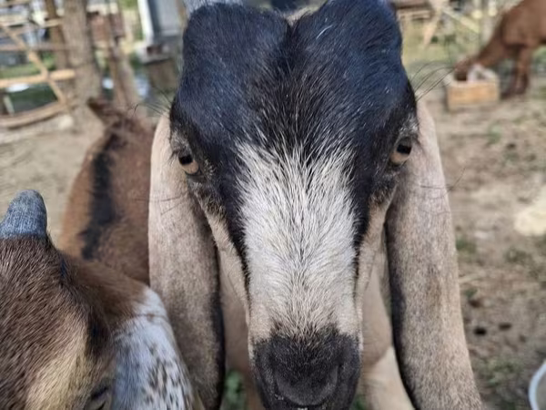 Goat, Nubian Goat