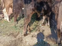 Byk, Simmental cattle — zdjęcie 5