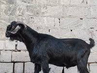 Keçi, Anatolian Black goats — foto 2