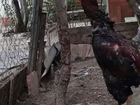 Chickens — الصورة 2